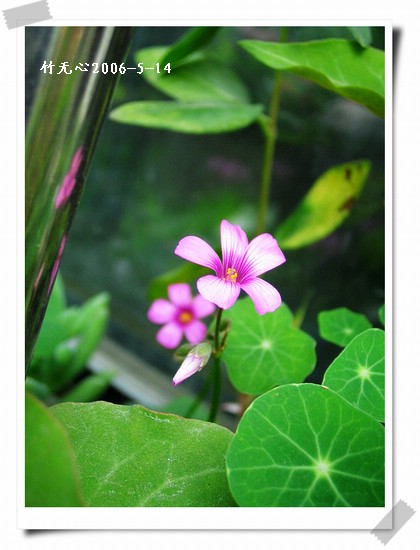 ��Ҷ������