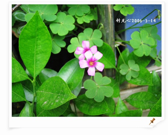 ��Ҷ������