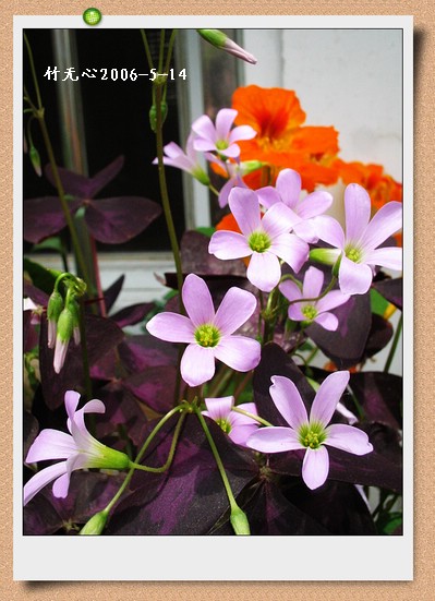 ��Ҷ������