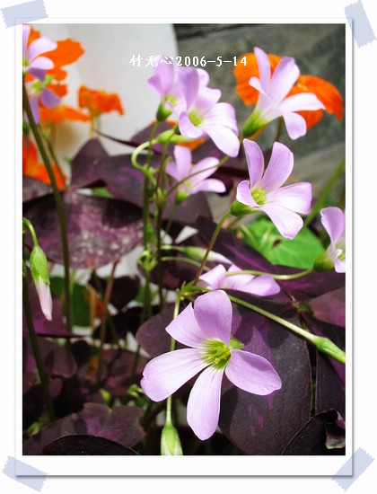 ��Ҷ������