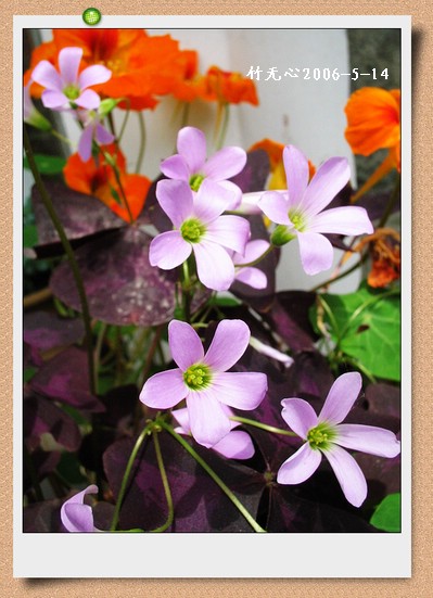 ��Ҷ������