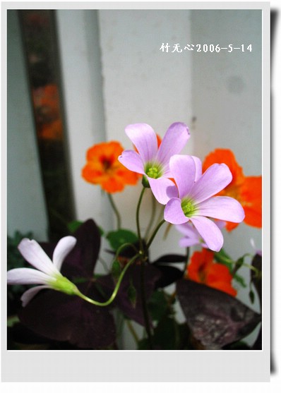 ��Ҷ������