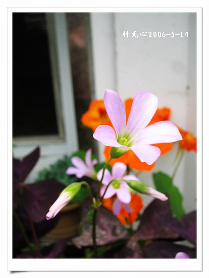 ��Ҷ������