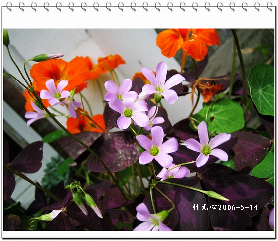 ��Ҷ������