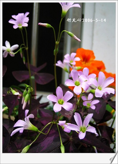 ��Ҷ������