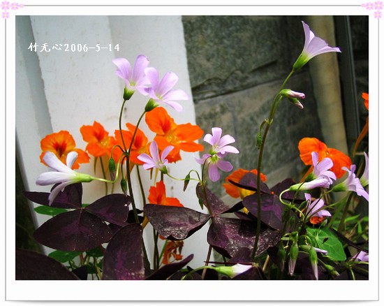 ��Ҷ������