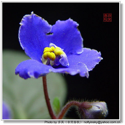 ���á���ҡ�������Ҷ