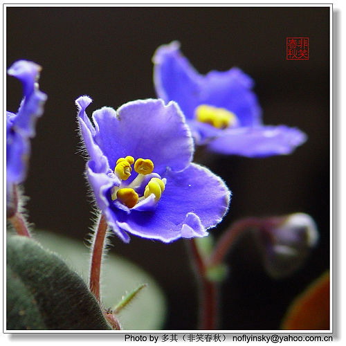 ���á���ҡ�������Ҷ