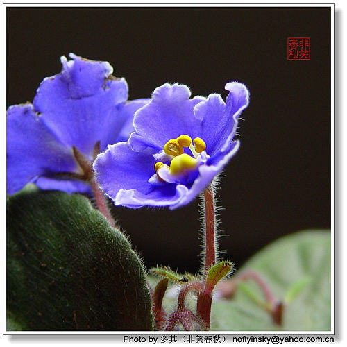 ���á���ҡ�������Ҷ