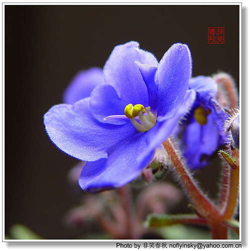 ���á���ҡ�������Ҷ