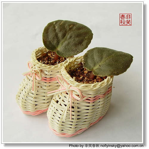 ���á���ҡ�������Ҷ