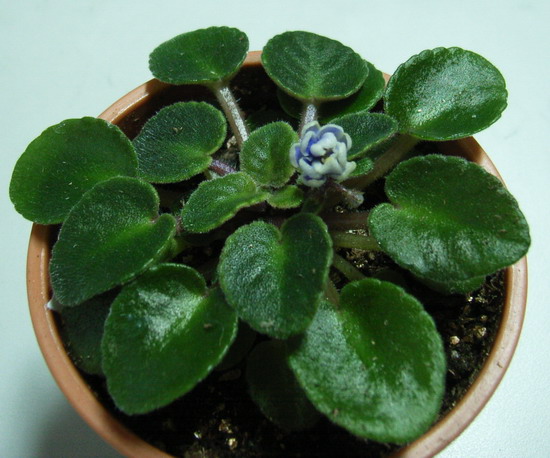 [����]����ҶƬ������¼��������