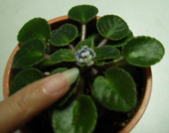 [����]����ҶƬ������¼��������