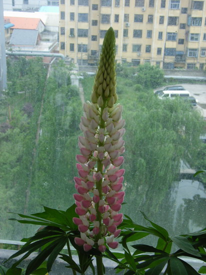 ��è����      *-*����Ļ�԰*-*