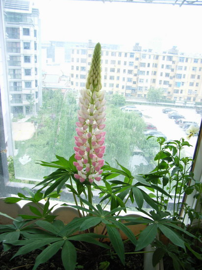 ��è����      *-*����Ļ�԰*-*