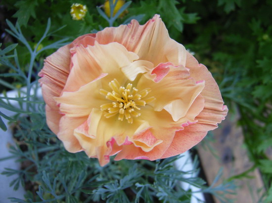 ��è����      *-*����Ļ�԰*-*