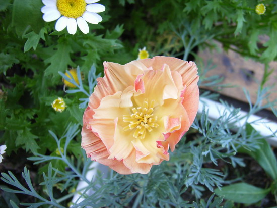 ��è����      *-*����Ļ�԰*-*