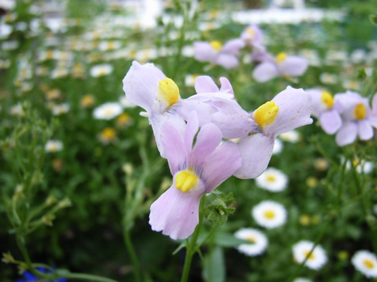 ��è����      *-*����Ļ�԰*-*