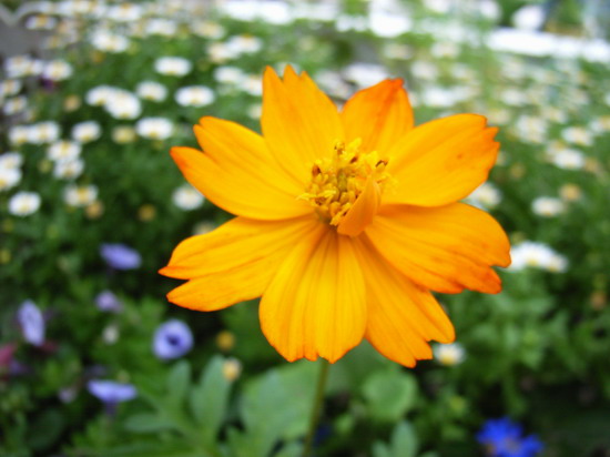 ��è����      *-*����Ļ�԰*-*