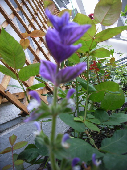 ��è����      *-*����Ļ�԰*-*