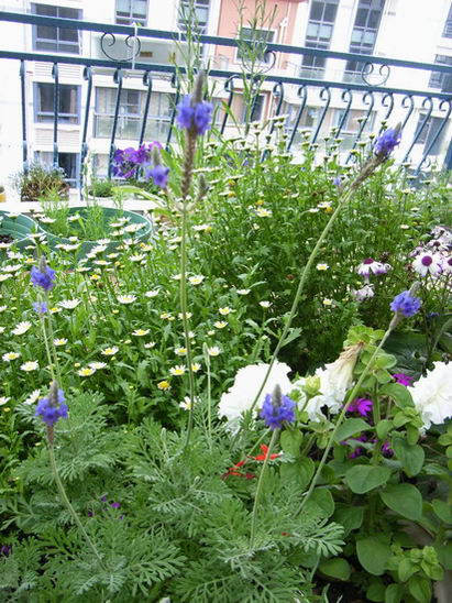 ��è����      *-*����Ļ�԰*-*