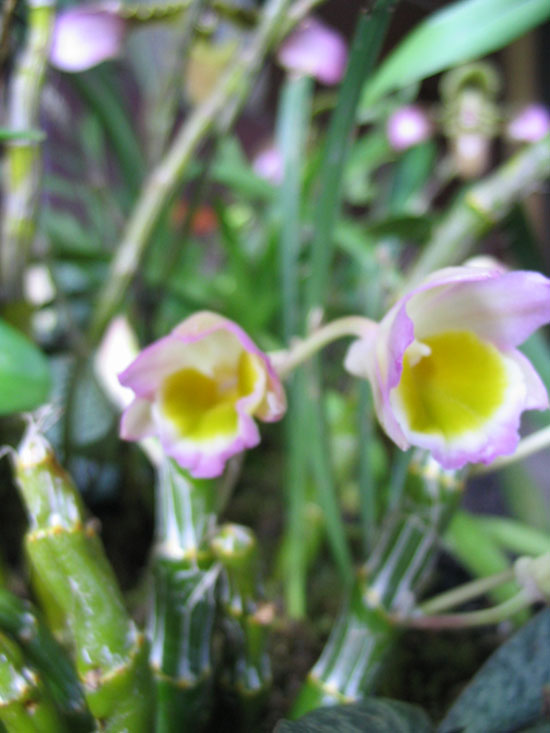 ����ҡҷ�Ķ���