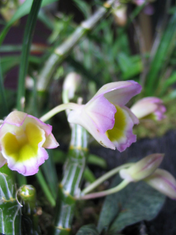 ����ҡҷ�Ķ���