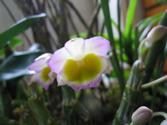 ����ҡҷ�Ķ���