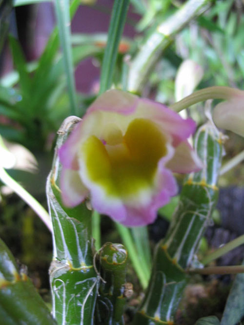 ����ҡҷ�Ķ���