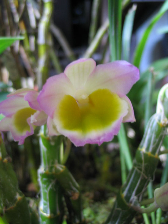 ����ҡҷ�Ķ���