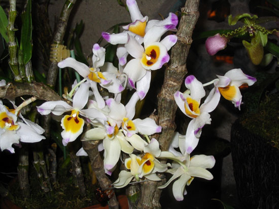 ����ҡҷ�Ķ���