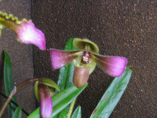 ����ҡҷ�Ķ���