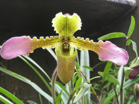 ����ҡҷ�Ķ���