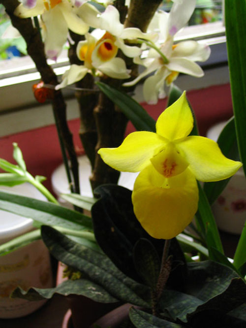 ����ҡҷ�Ķ���