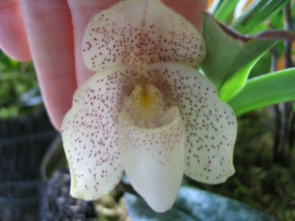 ����ҡҷ�Ķ���