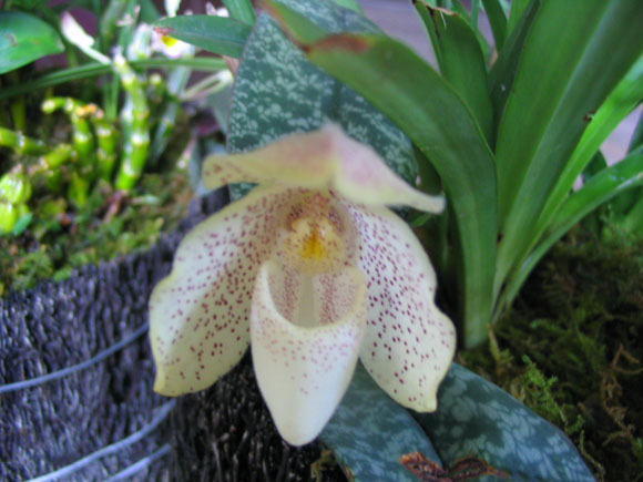 ����ҡҷ�Ķ���