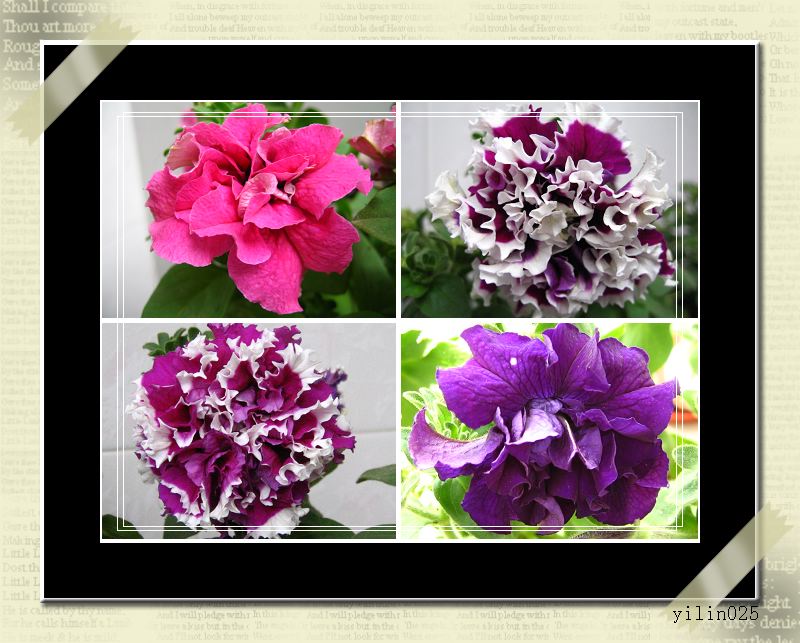 05�ﲥ�ɹ�չʾ