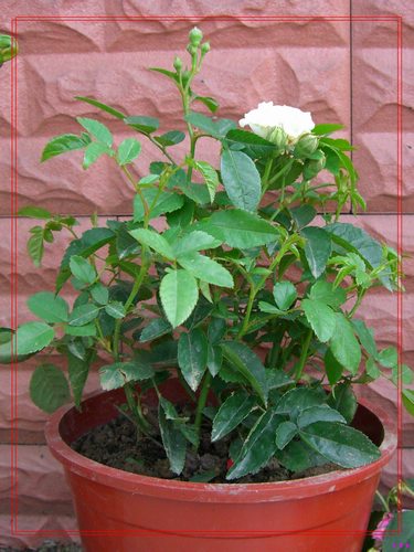 ��������¼���԰:��ۼ���(���ް�),��ʯ�¼�,�軨�¼�,�����¼�