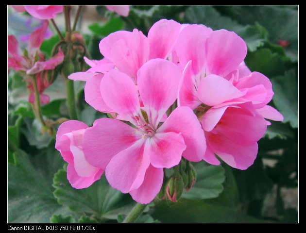 ��������ݮ԰��~~���ÿ�~~