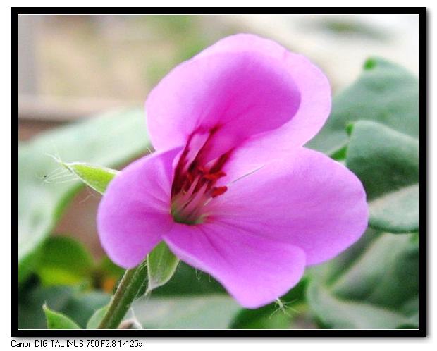 ��������ݮ԰��~~���ÿ�~~