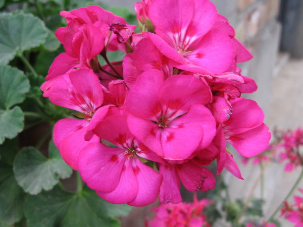 ��������ݮ԰��~~���ÿ�~~