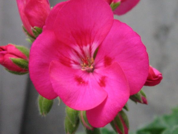 ��������ݮ԰��~~���ÿ�~~