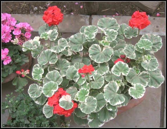 ��������ݮ԰��~~���ÿ�~~