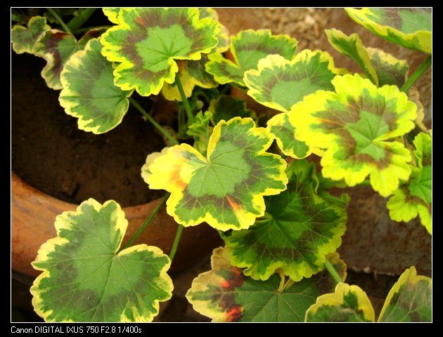 ��������ݮ԰��~~���ÿ�~~