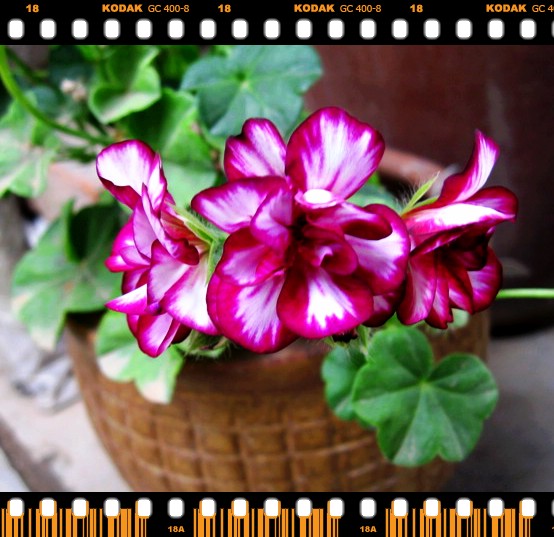 ��������ݮ԰��~~���ÿ�~~