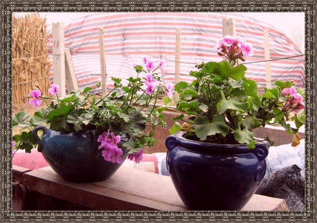 ��������ݮ԰��~~���ÿ�~~