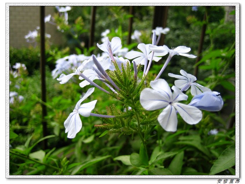 ��ѩ����:)