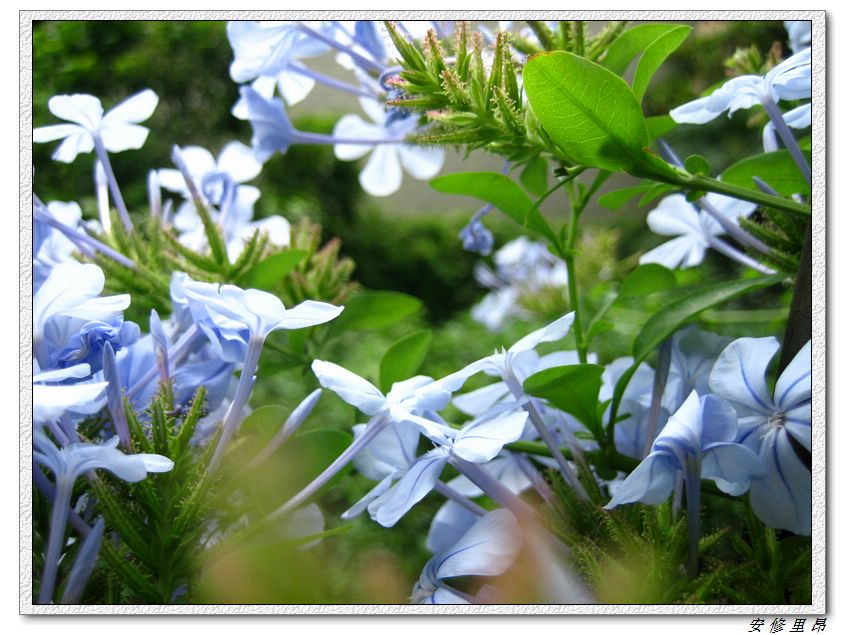 ��ѩ����:)