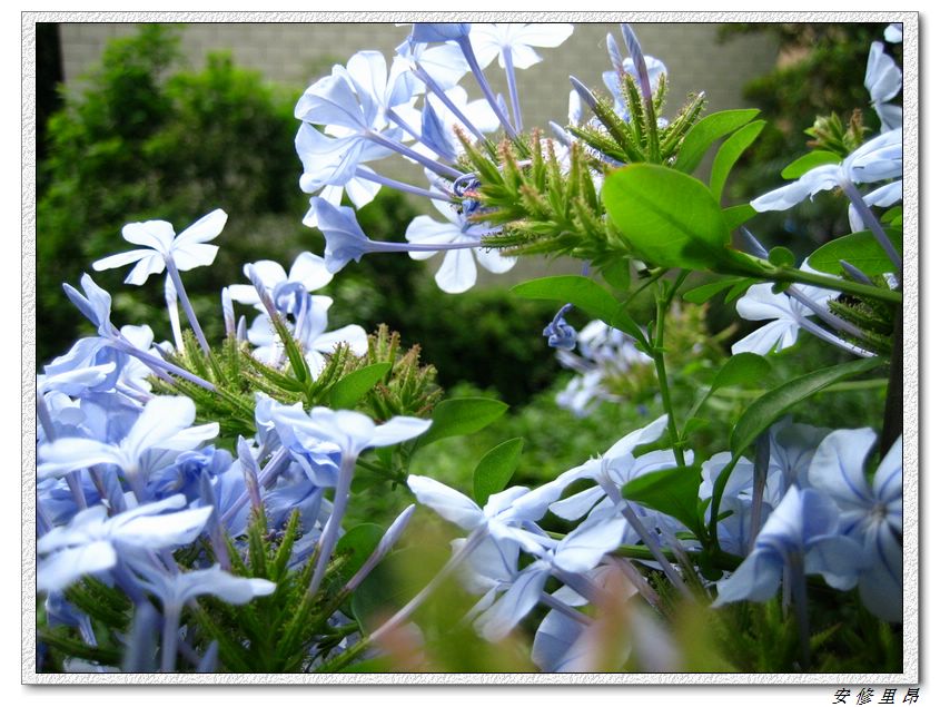 ��ѩ����:)