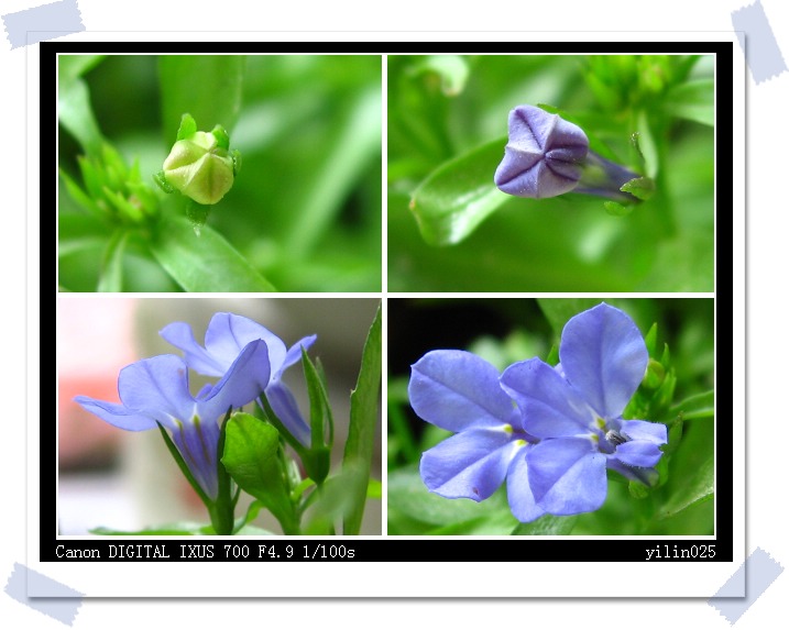 05�ﲥ�ɹ�չʾ